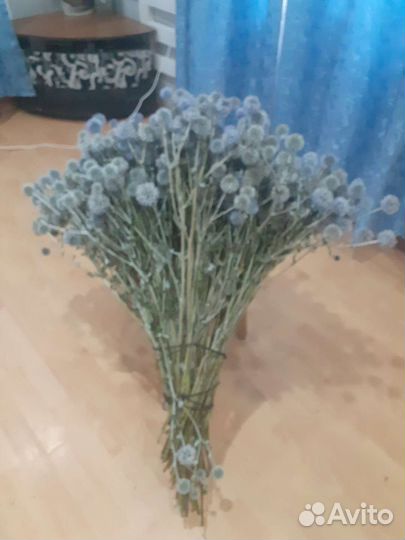 Мордовник шароголовый