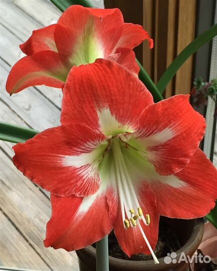 Гиппеаструм