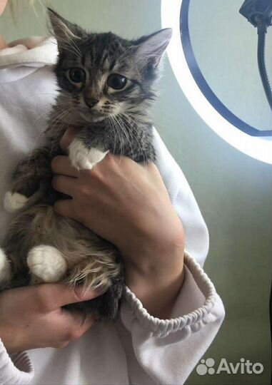 Скарлет, котёнок из подвала