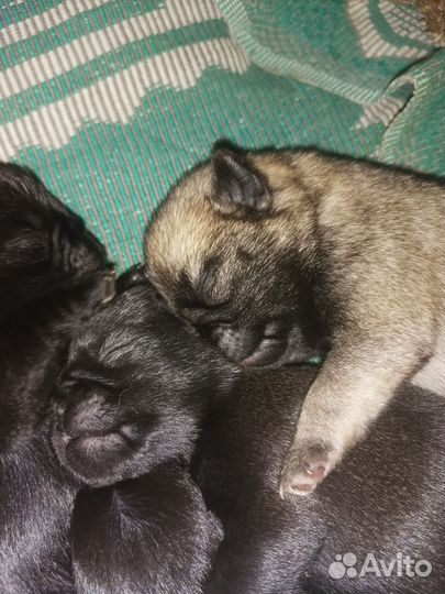 Щенки мопса