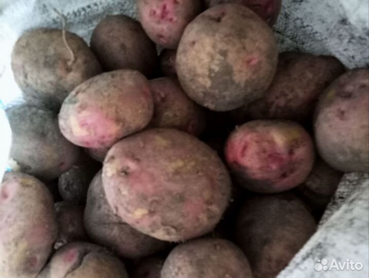 Продам картофель