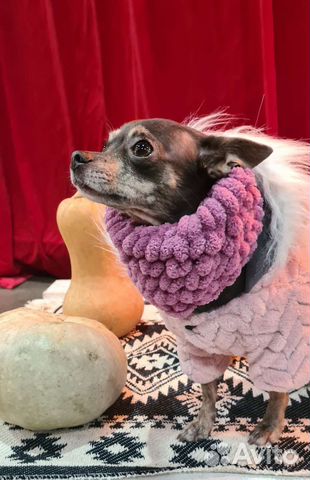 Снуд для собак