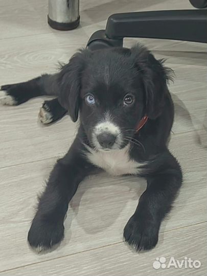 Русский спаниель