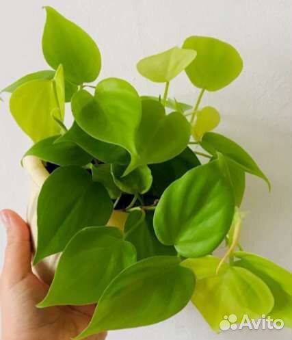 Филодендрон лимон лайм