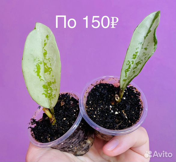 Хойи № 5 (AH-074 Silver)