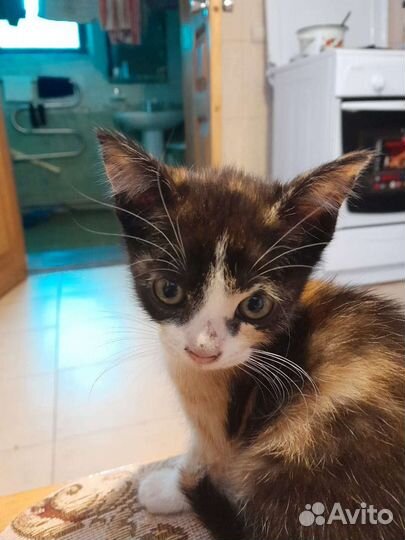 Котенок Лиза ищет дом