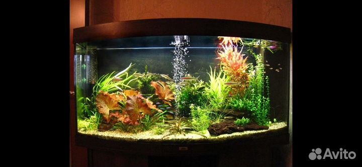 Аквариум бу