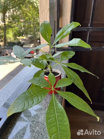 Комнатные растения