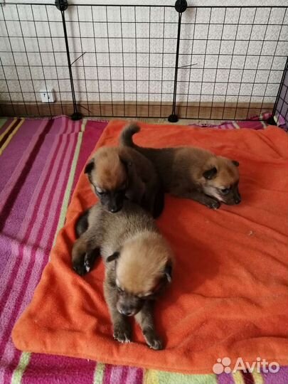 Щенки карело финской лайки