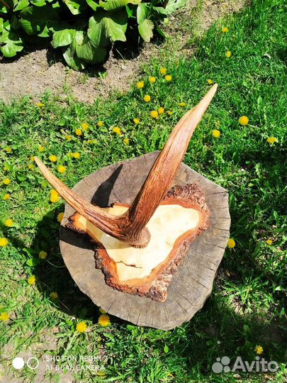 Рог лося на медальоне