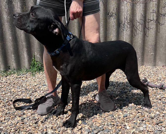 Щенок питбуля