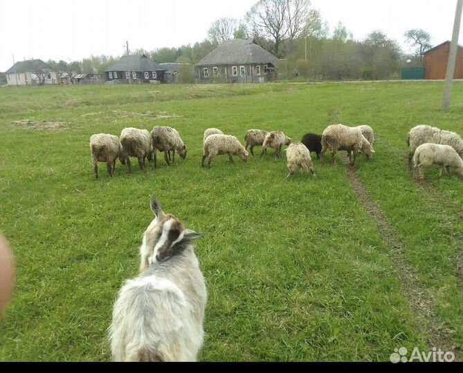 Козы и овцы