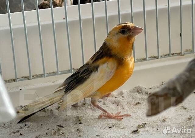 Кенар поющий