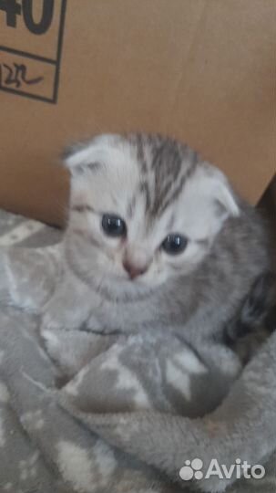 Шотландская вислоухая серебристая шиншилла