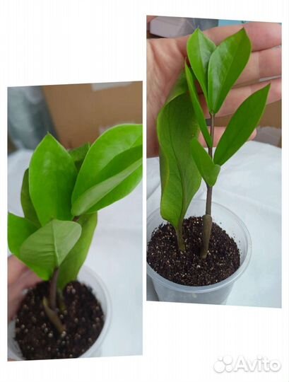 Комнатные растения разные