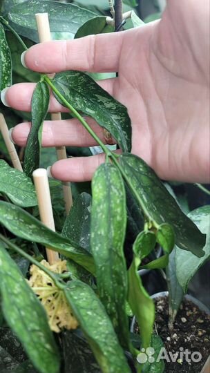 Хойя pandurata Vietnam