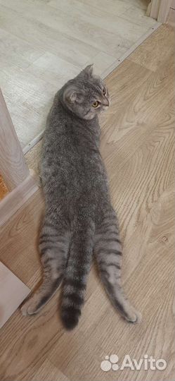 Шотландский кот вязка