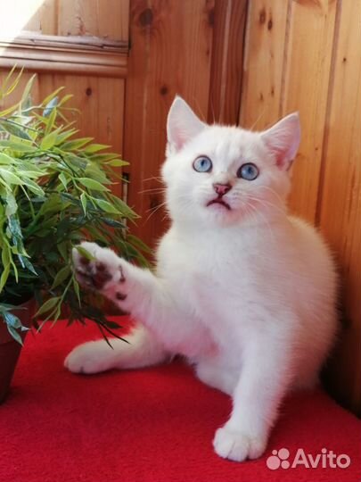Британский котик серебристая шиншилла