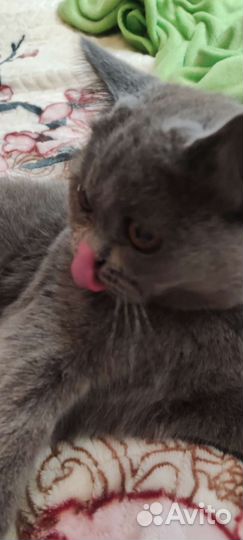 Британская кошка