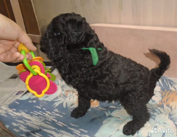 Щенки керри блю терьера