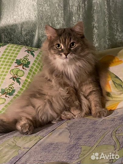 Сниму квартиру