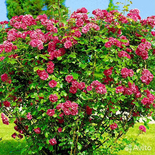 Роза морщинистая