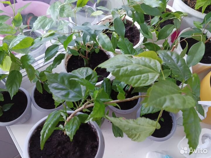 Гибискус махровый красный