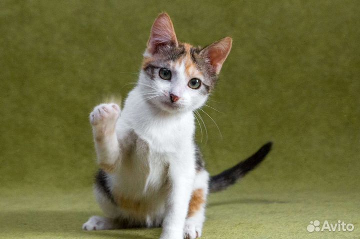 Котёнок, ласковая трёхцветная малышка ищет семью