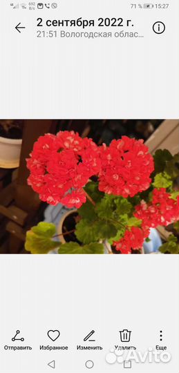 Продам черенки сортовых пеларгоний