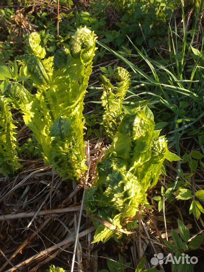 Для тенистого сада: папоротники, хосты, гейхеры