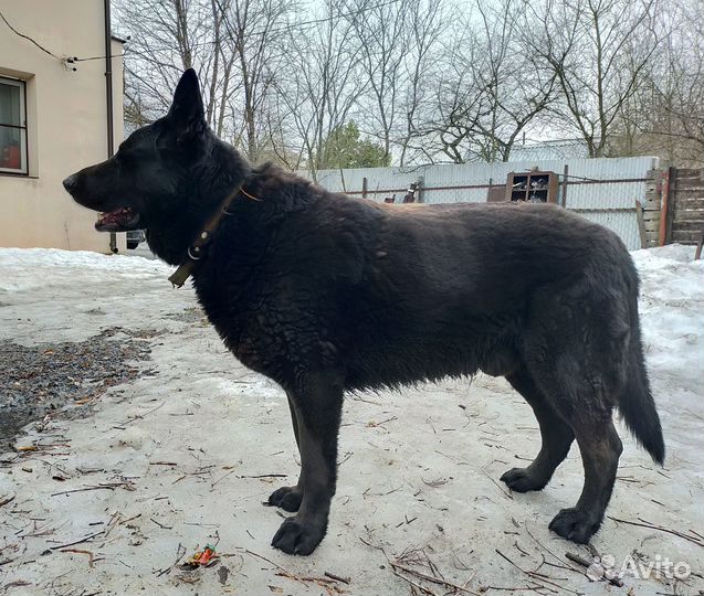 Вязка кобель вео