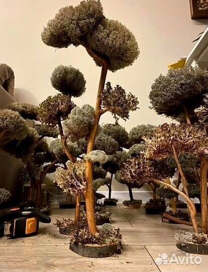 Дерево Цетарария