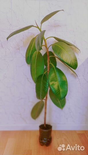 Фикус каучуконосный большой