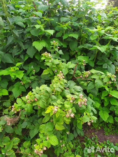 Малина сортовая,очень крупная,урожайная