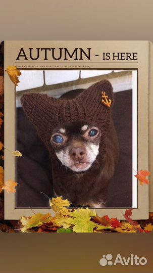 Шапочки для собак