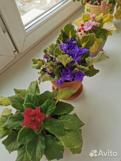 Фиалка светло фиолетовая