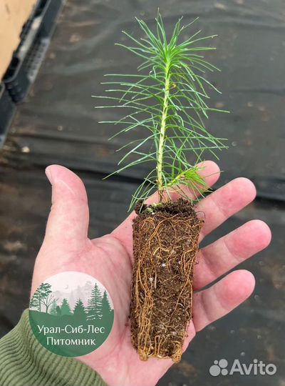 Сосна зкс окс сеянцы Ель Лиственница Голуб Горная