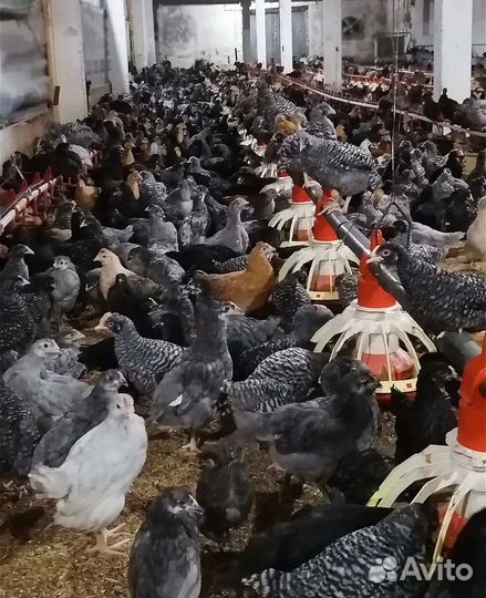 Курочка - молодка несушка Доминант