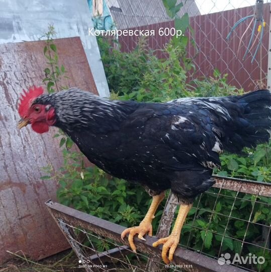 Молодые петухи