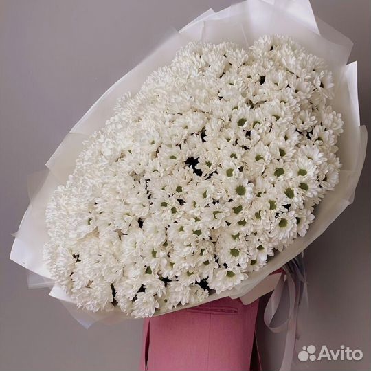 Куст. хризантема с беспл. доставкой