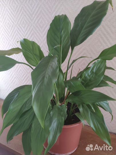 Спатифиллум. Женское счастье