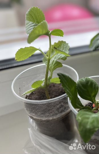 Мята домашняя