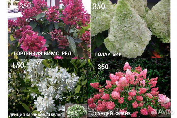 Гортензии Кустарники Малина Доставка Почтой