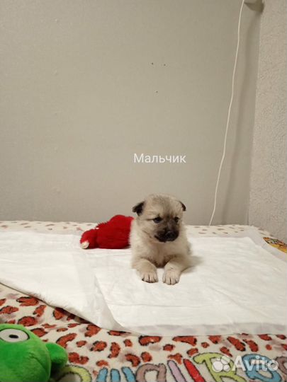 Щенок мальчик 1 месяц