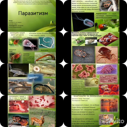 Создание презентаций