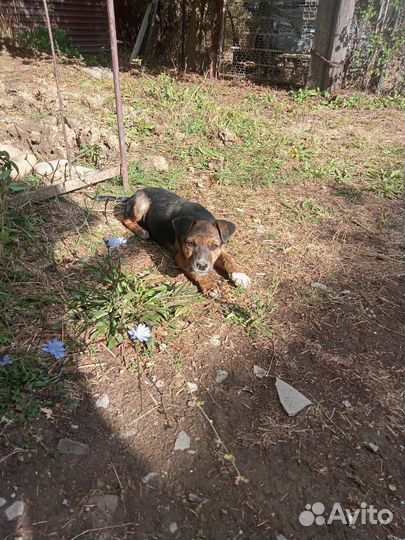 Собака в добрые руки