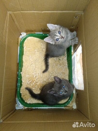 Котенок