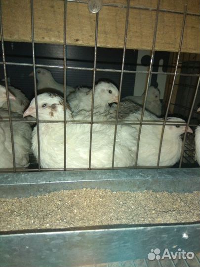 Перепелиное мясо, яйца