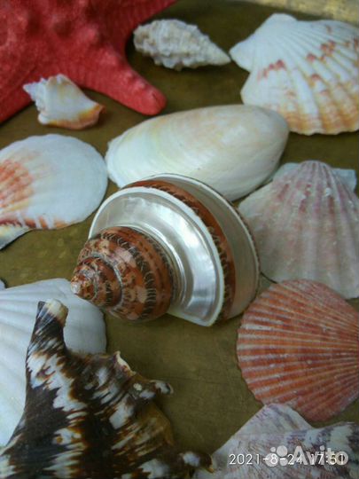 Ракушки морские