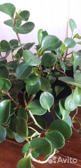 Комнатные растения